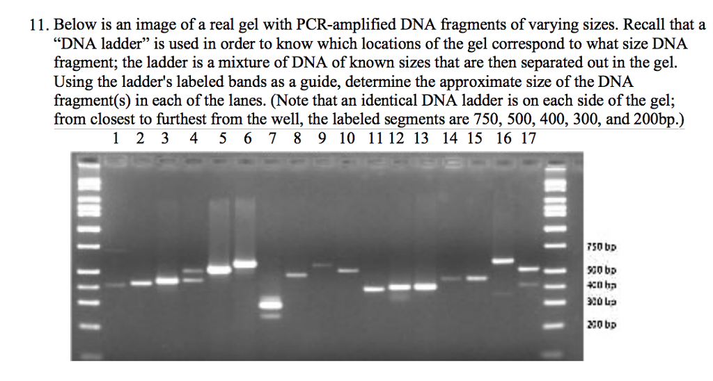 Solved 11. Below is an image of a real gel with | Chegg.com
