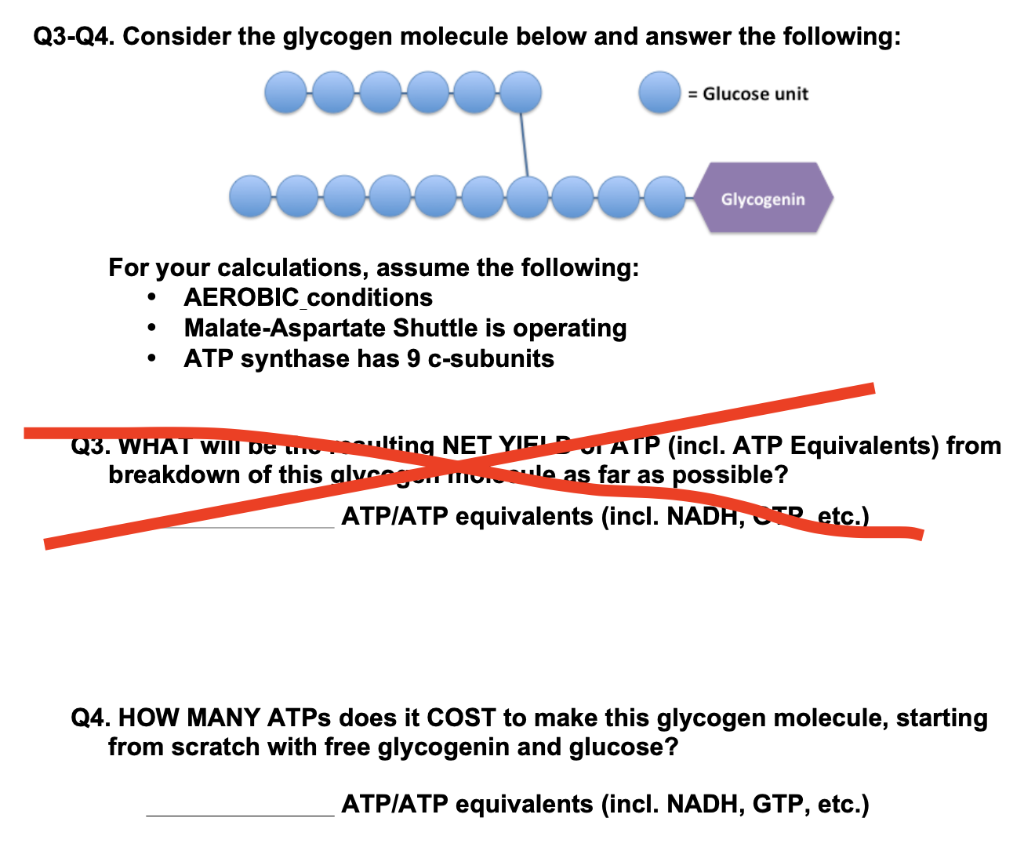 Solved Q20 Q20. Consider the glycogen molecule below and   Chegg.com