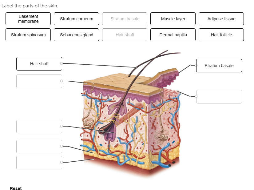 Solved Label the parts of the skin. Basement Stratum corneum | Chegg.com