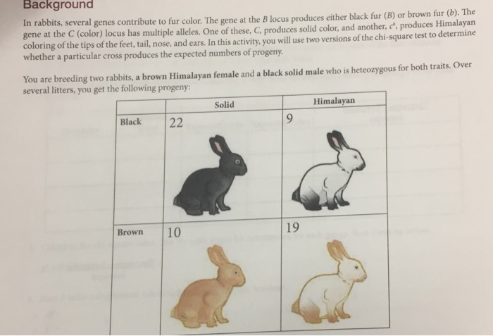 Multiple Alleles Rabbits