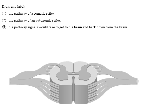 Solved Somatic Reflex Pathway (Neurons) All | Chegg.com