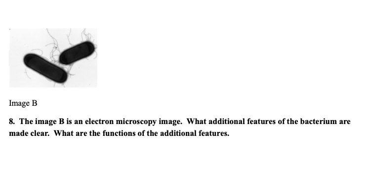 Solved Image B 8. The Image B Is An Electron Microscopy | Chegg.com