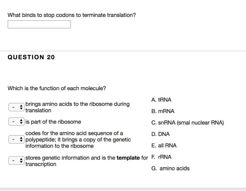 What Are The Stop Codons In Translation