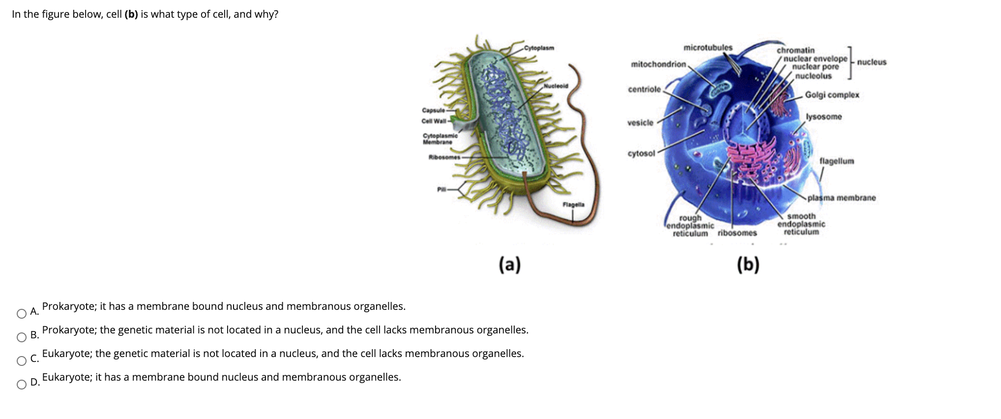 Solved In the figure below, cell (b) is what type of cell, | Chegg.com