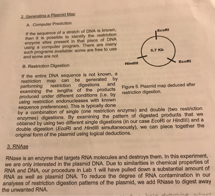 I need help to generate a plasmid map and figure out | Chegg.com