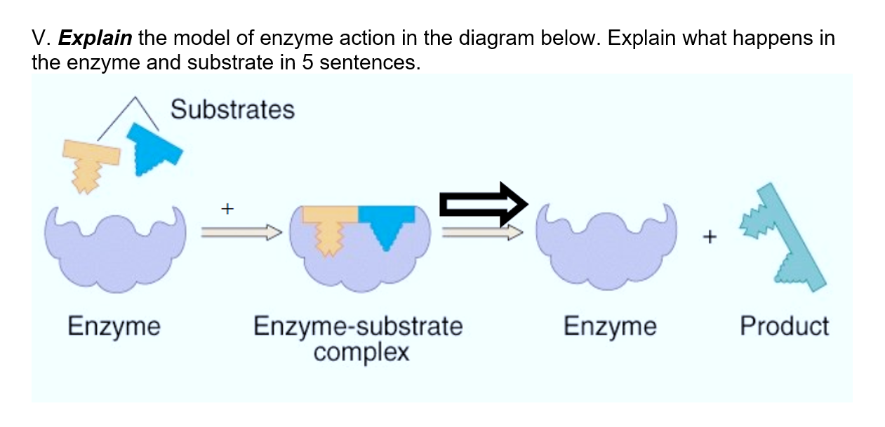 Enzyme Substrate Complex Labeled