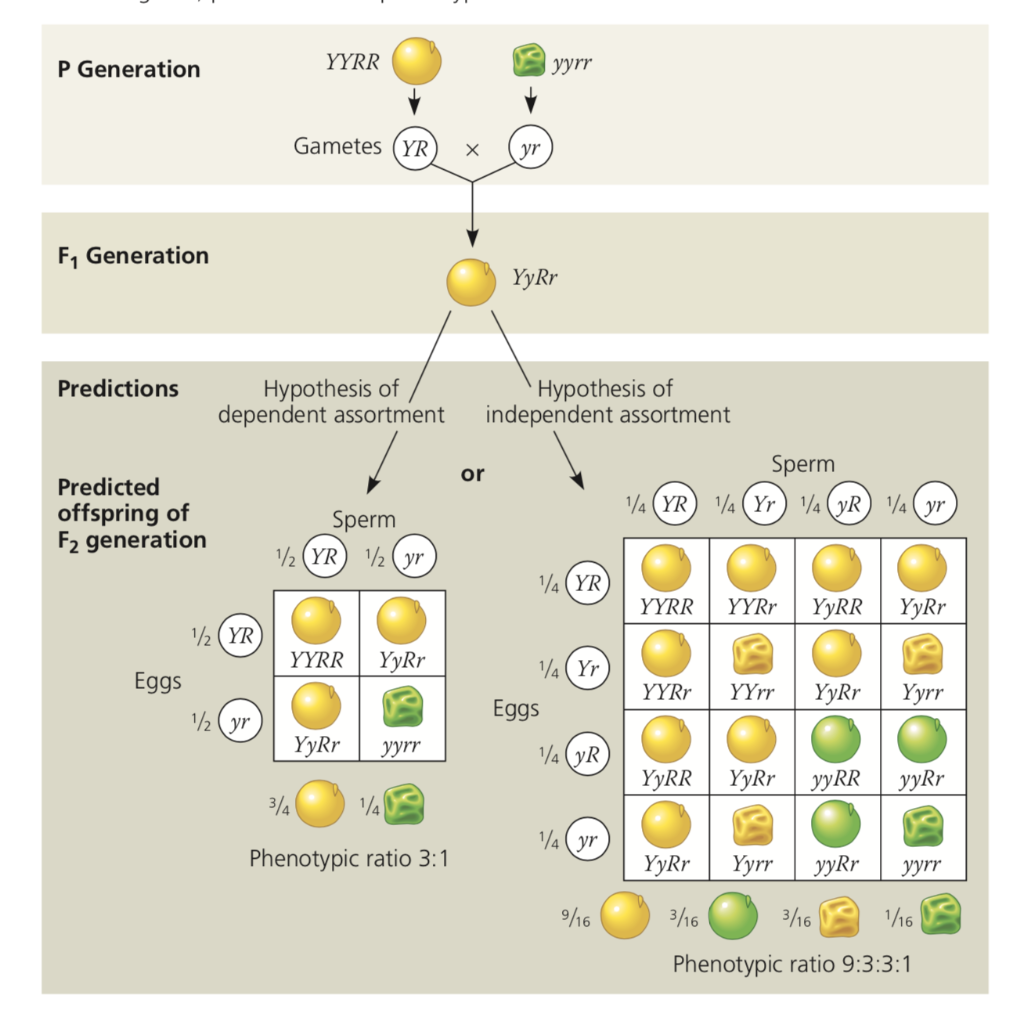 Solved 6. Back to Mendel's test crosses. a. Can we tell the | Chegg.com