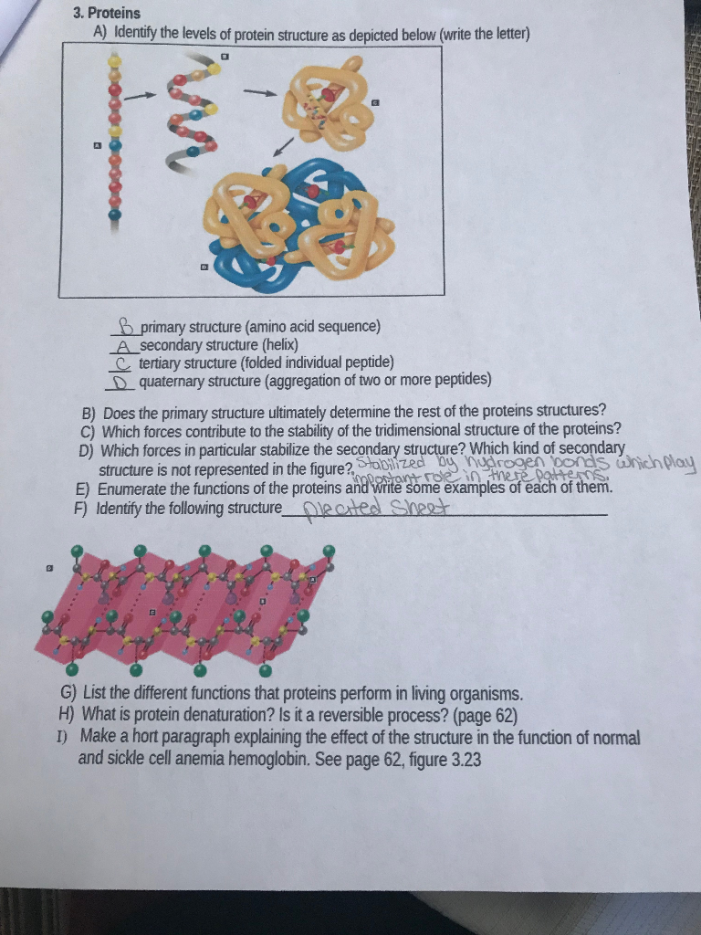 Solved 3. Proteins A) Identify the levels of protein | Chegg.com