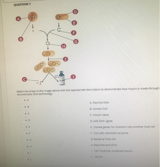 Solved QUESTION 1 Match the areas in the image above with