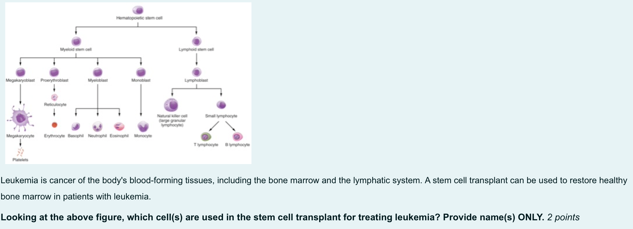 Solved Hematopoietic stem cell Myeloid stem cell Lymphoid | Chegg.com