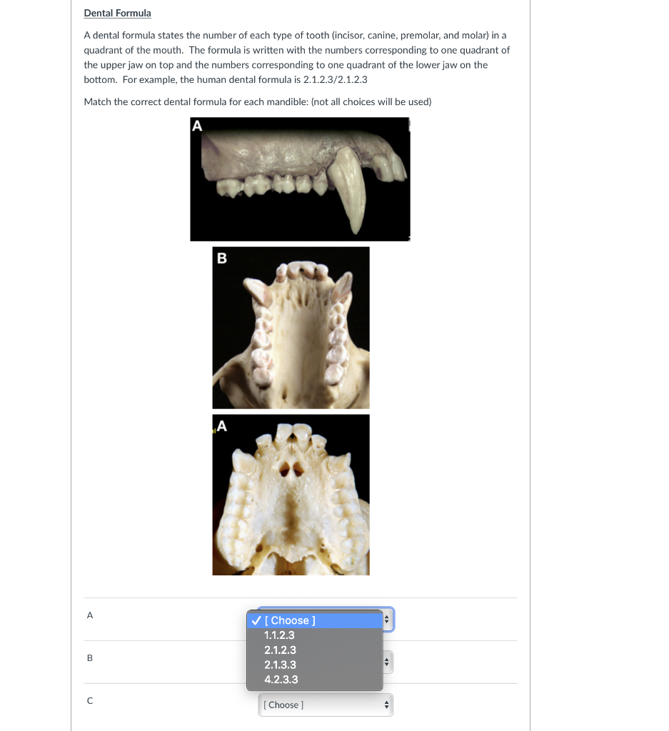 Solved Dental Formula A dental formula states the number of | Chegg.com