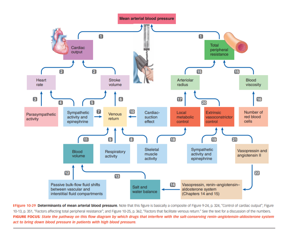 Mean pressure. Blood Pressure Regulation. Factors that determine Blood Pressure. Mean arterial Pressure. Blood viscosity.