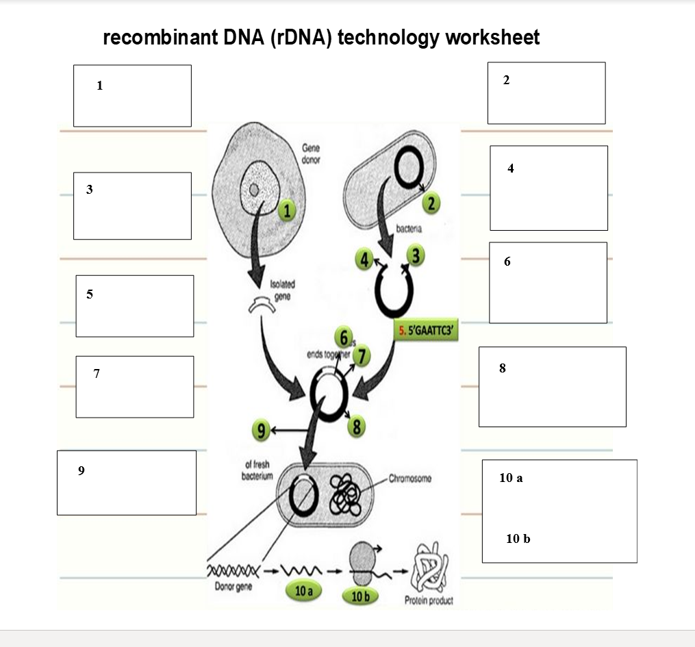 solved-recombinant-dna-rdna-technology-worksheet-2-gene-chegg