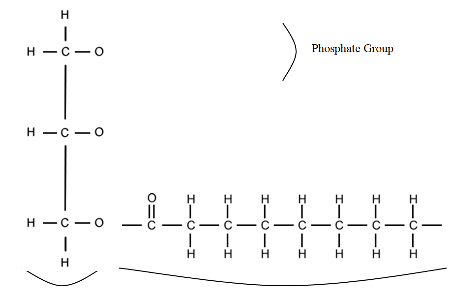 Solved Looking at the fatty acid below, copy it into the two | Chegg.com