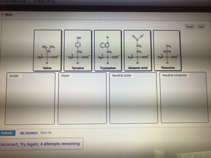 Solved classify these amino acids as acidic, basic, neutral,