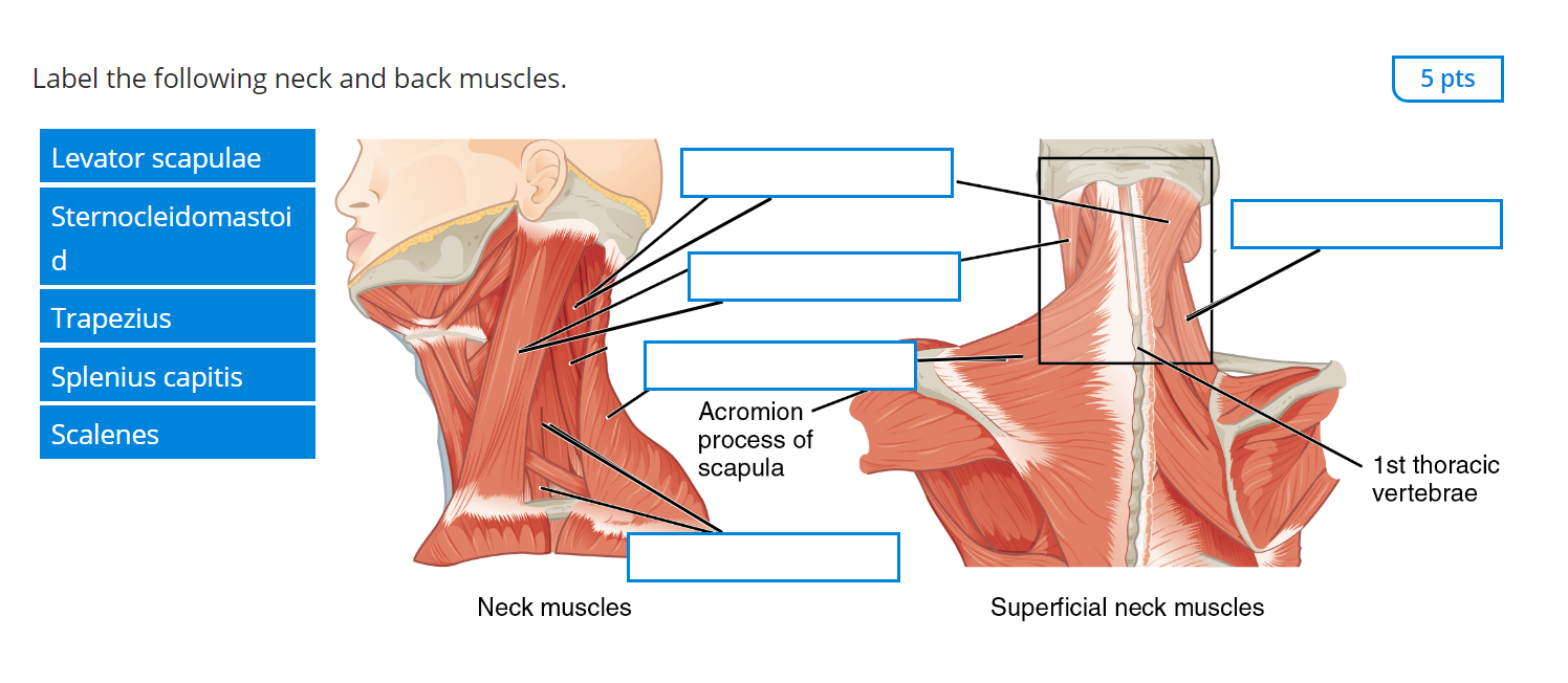 Solved Label the following neck and back muscles. 5 pts