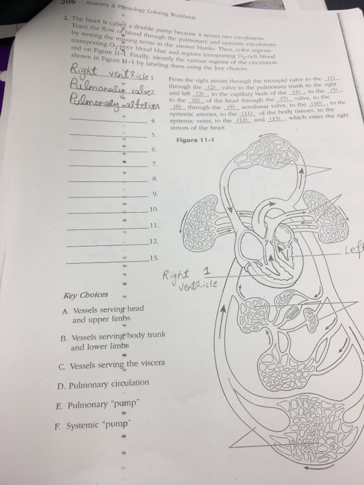 Anatomy And Physiology Coloring Workbook Chapter 7 Answer Key Pdf Infoupdate