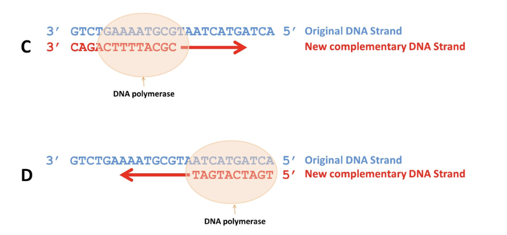 Solved DNA polymerase is an enzyme that synthesizes DNA