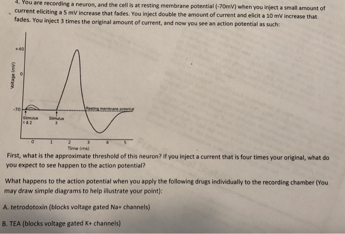 Solved 4. You are recording a neuron, and the cell is at | Chegg.com