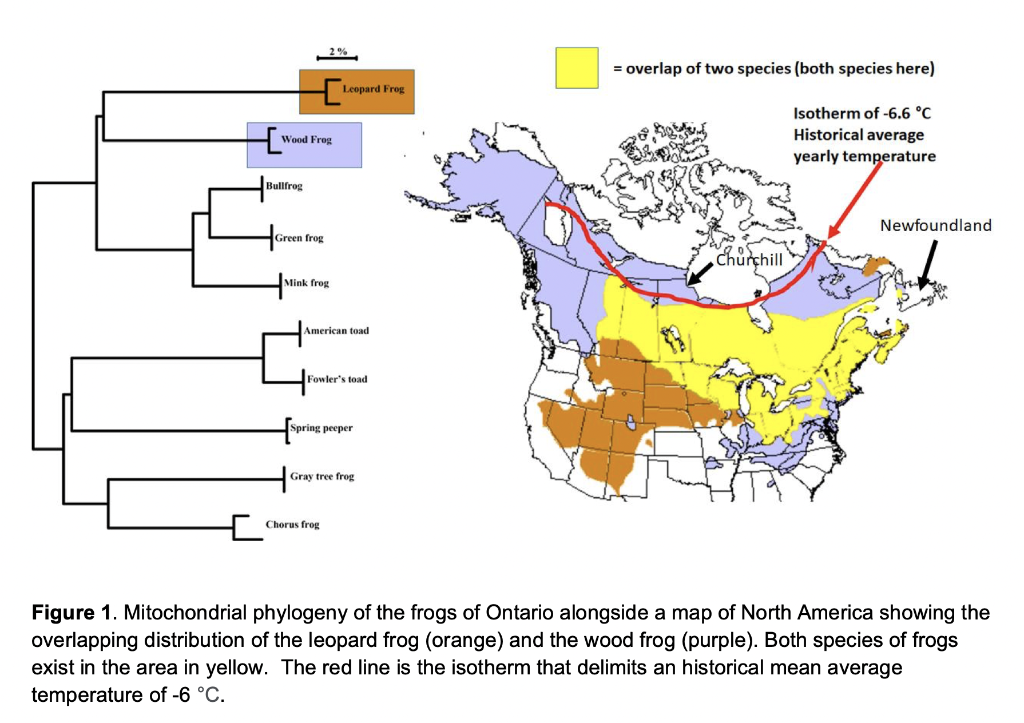 1. The common ancestor of the wood and leopard frogs