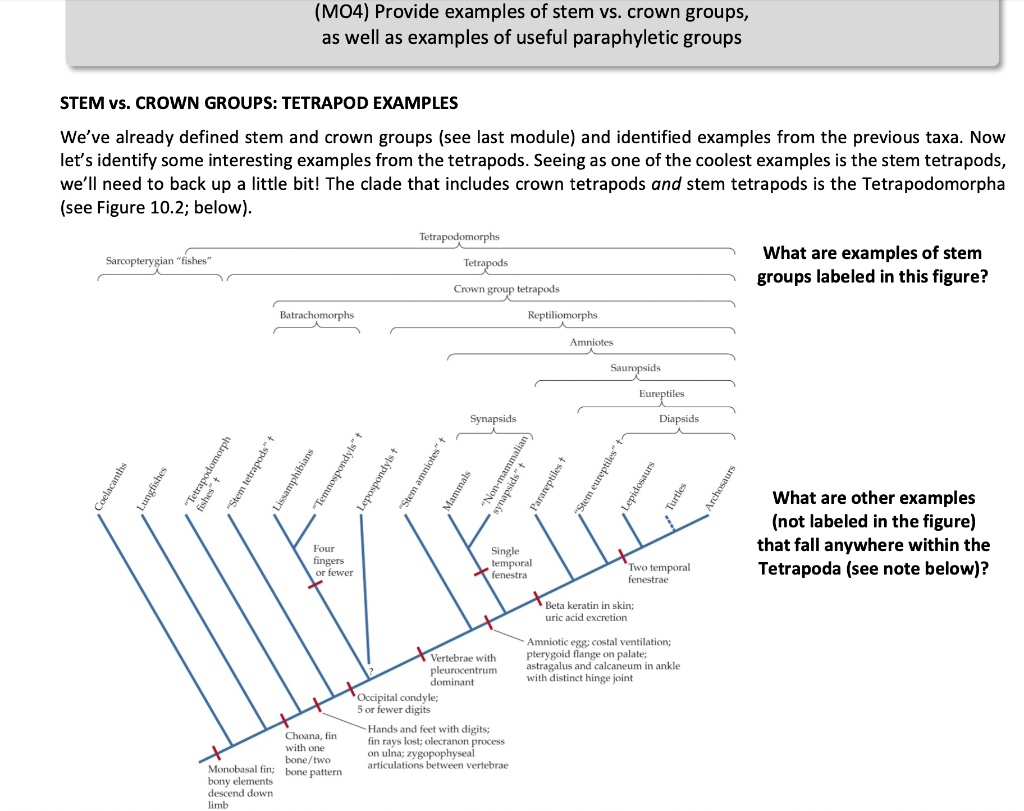 Solved (M04) Provide examples of stem vs. crown groups, as | Chegg.com