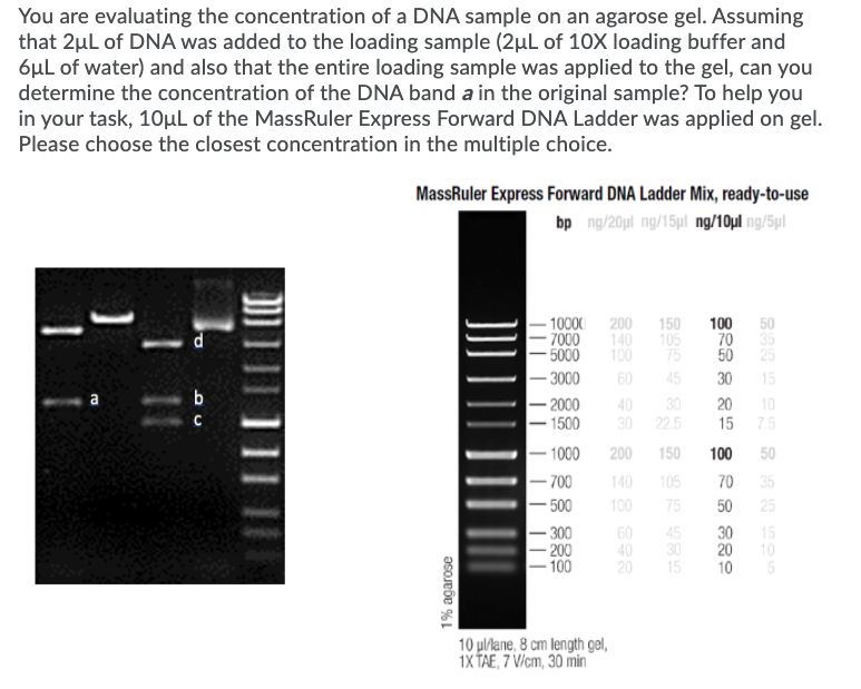 Solved You are evaluating the concentration of a DNA sample | Chegg.com