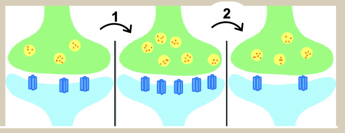 Solved The form of synaptic plasticity occurring at arrow 1 | Chegg.com