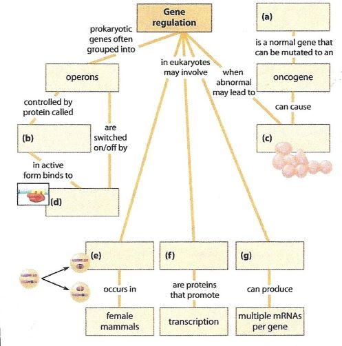 Solved prokaryotic genes often grouped into Gene (a) | Chegg.com
