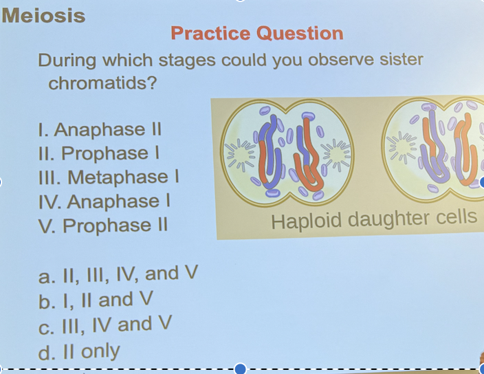 Solved MeiosisPractice QuestionDuring which stages could you | Chegg.com