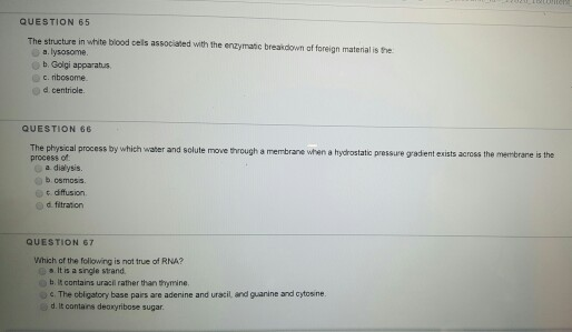 Solved QUESTION 65 The structure in white blood cels | Chegg.com