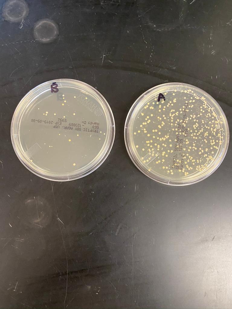 Solved Count the number of colonies on each plate Before | Chegg.com