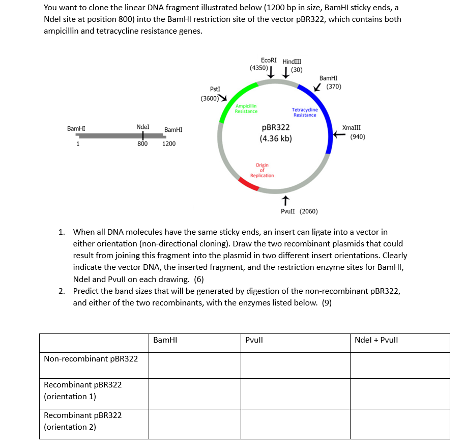 Solved You want to clone the linear DNA fragment illustrated | Chegg.com