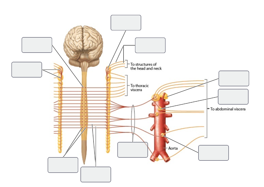 Solved To structures of the head and neck -To thoracic | Chegg.com