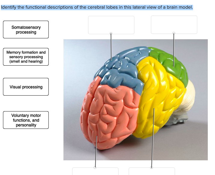 Lateral view of the brain: Anatomy and functions