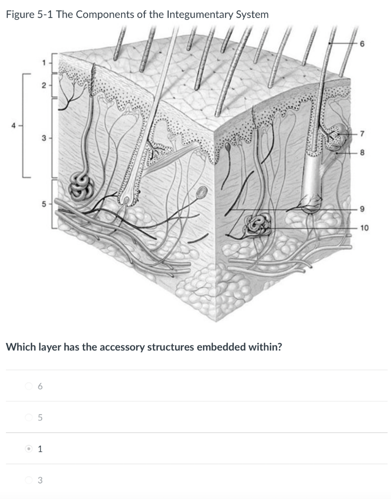 Solved Figure 5-1 The Components of the Integumentary System | Chegg.com