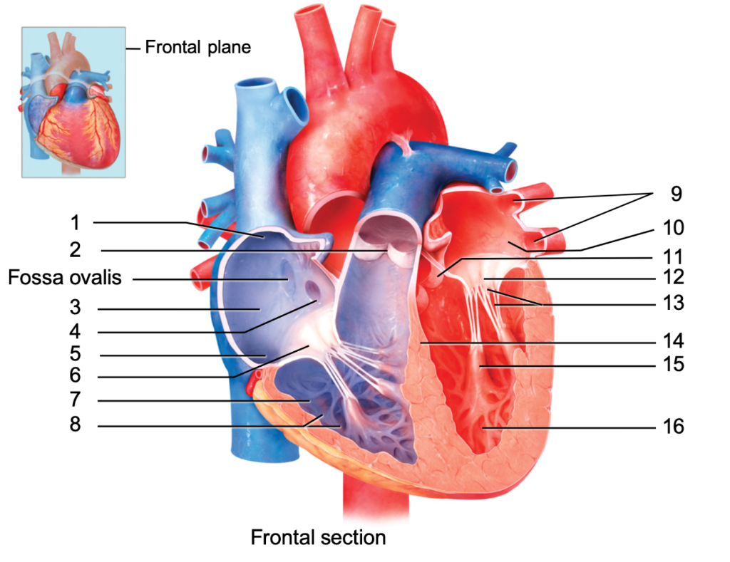 Solved Label Please aortic (semilunar) valve bicuspid valve