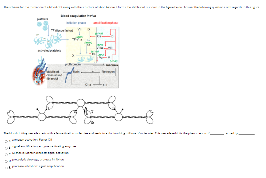 Solved The scheme for the formation of a blood clot along | Chegg.com
