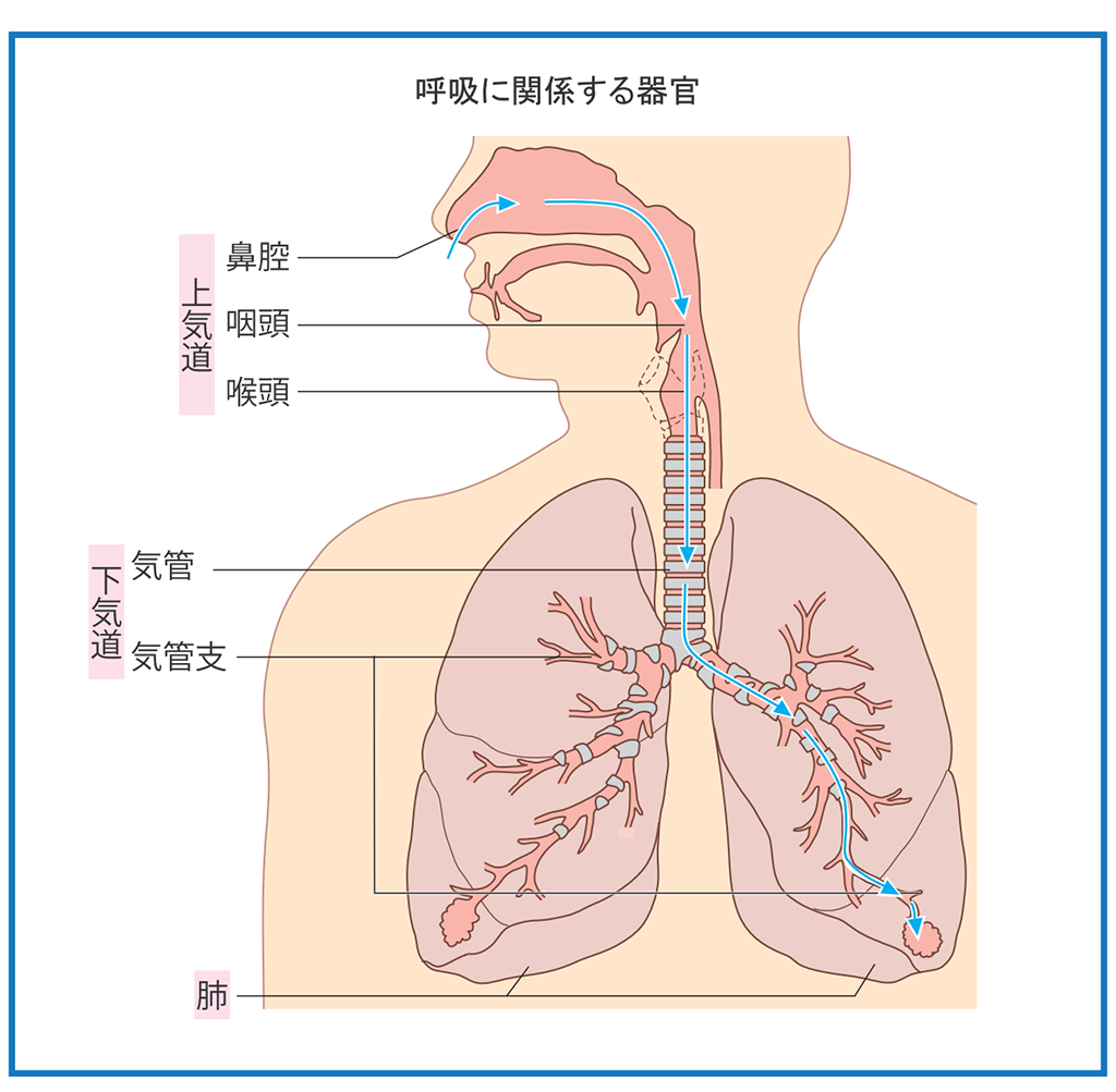 絶版:解剖学ノート腹部2(フランス語) - 弦楽器