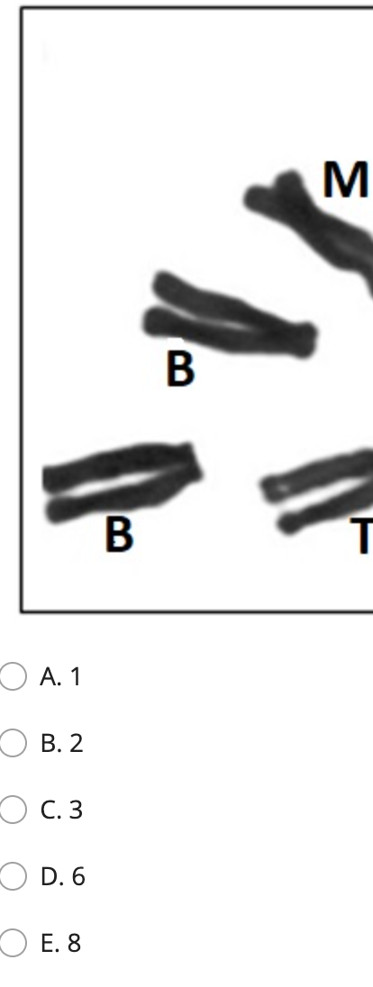 Solved The image below shows the location of alleles on | Chegg.com