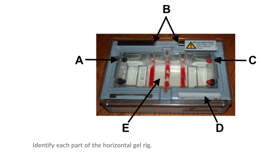 Solved Identify each part of the horizontal gel rig. | Chegg.com