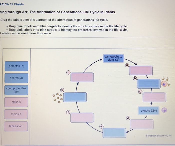 Solved T 2 Ch 17 Plants Ing Through Art The Alternation 3159