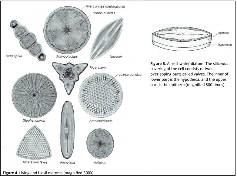 diatoms under microscope labeled