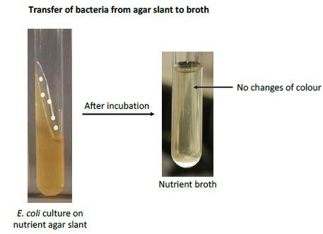 Solved Agar Broth Deep Tube Agar Slant Agar Plate, 46% OFF