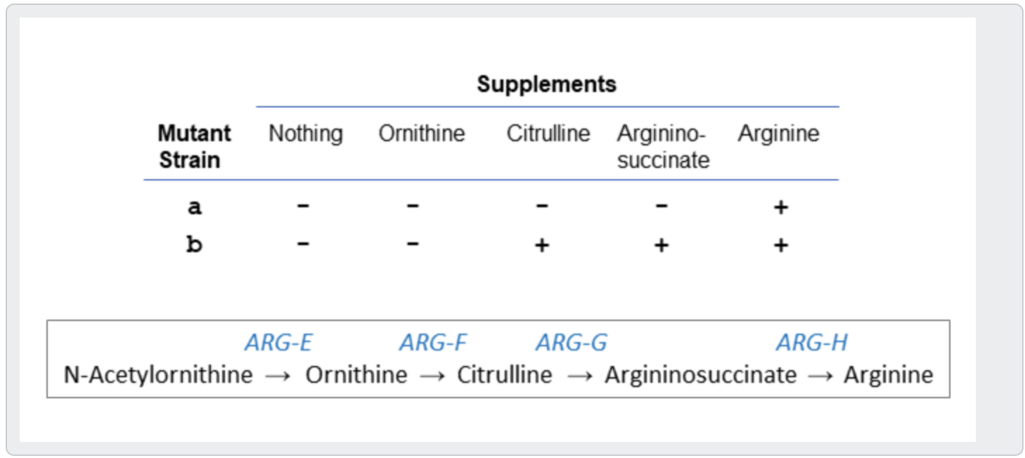 Solved Auxotrophic Mutant Strains Of Neurospora Are Grown In | Chegg.com