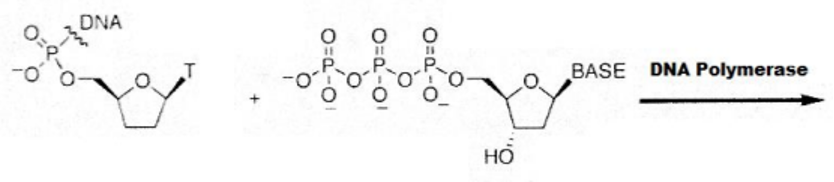 Solved DNA Polymerase | Chegg.com