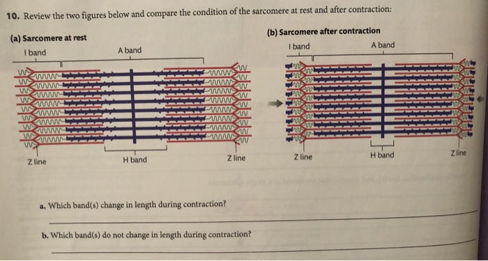 Solved 10. Review the two figures below and compare the | Chegg.com