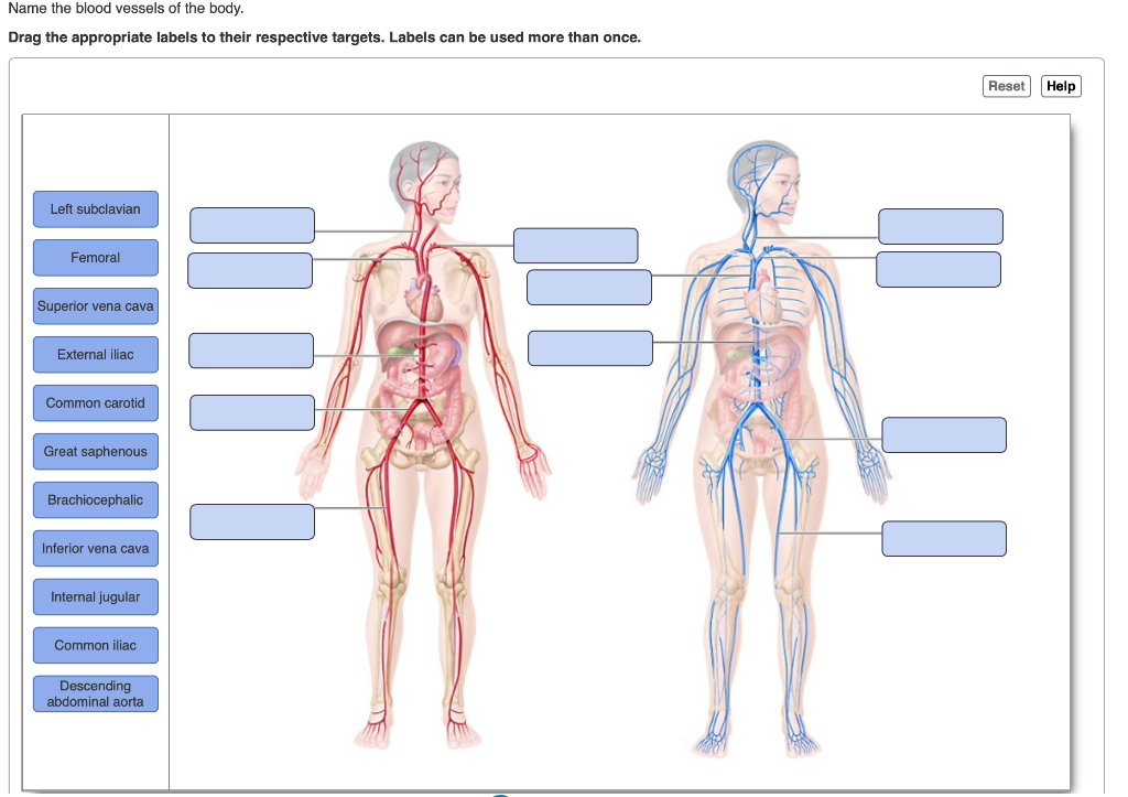 human body targets