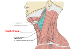Carotid Triangle And Root Of Neck Flashcards Chegg Com