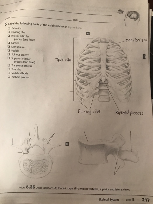 Solved Date bel the following parts of the axial skeleton in | Chegg.com