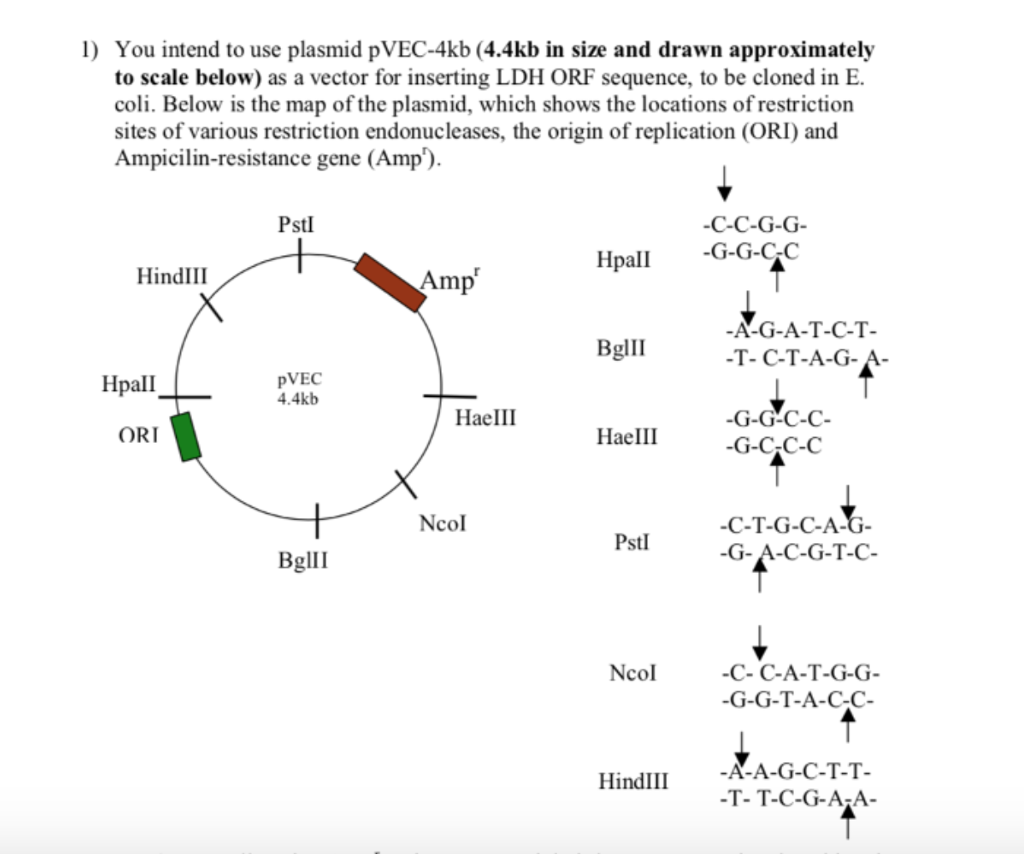 Solved 1) You intend to use plasmid pVEC-4kb (4.4kb in size | Chegg.com